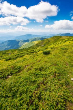 Yazın Ukrayna 'nın Karpat Dağları manzarası. Mavi gökyüzünün altında kabarık bulutlu, çimenli yuvarlanan kornohora tepeleri.