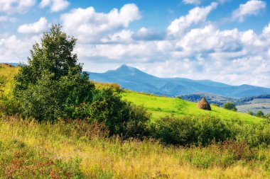 Dağların arka planında uzun otlar olan dağlık bir çayır. Sonbaharda kırsal manzara