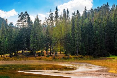 Alp Gölü sonbaharda ladin ormanlarının arasında. Güneşli bir havada Karpat dağlarında manzara. Ukrayna 'daki sinevyr milli parkının güzel manzarası