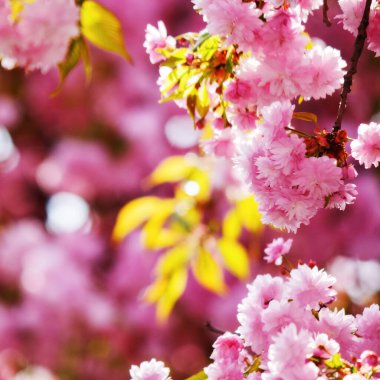 Sakura ağacının yemyeşil çiçeği. pembe çiçekli dallar. Sıcak nisan havası. Bahar geldi.