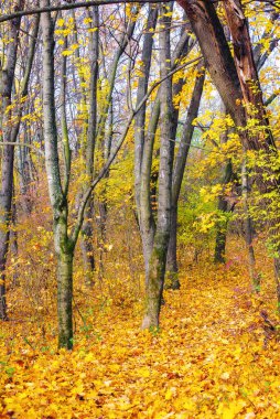 Sonbaharda renkli akçaağaç ağaçları. Güneşli bir günde şehir parkı. güzel doğa arkaplanı
