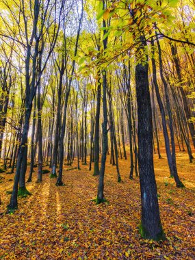 Sonbaharda renkli kayın ormanı. Güneşli bir günde Transcarpathia 'nın ilkel ormanları. Güzel doğa geçmişi. resim gibi vahşi doğa.
