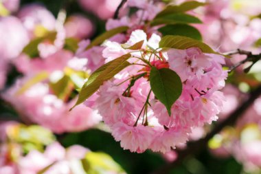 Sakura ağacının yemyeşil çiçeği. pembe çiçekli dallar. Sıcak nisan havası. bahar dinlendirici sükunet