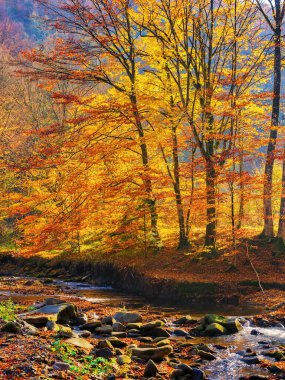 Önünde orman ve dere olan bir manzara. Altın sonbaharda güzel bir manzara. güneşli hava