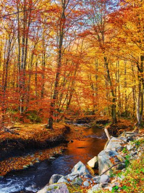Dağ nehrinin kıyısındaki ağaçlar. Güneşli bir günde sonbahar manzarası