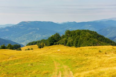 Çimenli tepenin kenarındaki orman. Yazın sonlarında Karpatlar 'ın dağ manzarası. Güneşli bir hava. Açık hava maceraları
