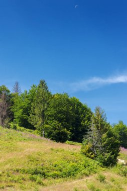 Ormanlık tepeler ve dağlardaki çimenlik çayırlar. Güneşli bir yaz gününde kırsal alan. Eğim boyunca iz yolu