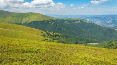 yuvarlanan çimenli tepeler. Güneşli bir yaz gününde Ukrayna 'nın karpatya manzarası. Borzhava sırtının yamaçlarında. Güzel manzaralı, dağlık bir manzara.