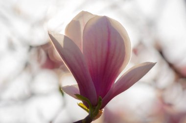 Manolya ağacı baharda çiçek açar. Güneş ışığında yıkanan narin pembe çiçekler. yakın plan görünümü