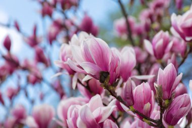 Manolya ağacı baharda çiçek açar. Yumuşak pembe çiçekler güneş ışığında yıkanıyor. Sıcak nisan havası