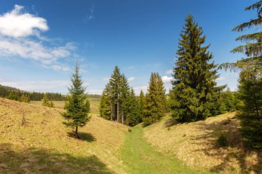Yamaçlar arasında çayırdaki köknar ağaçları ve mavi gökyüzünün altında kozalaklı ormanlar.