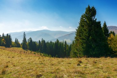 Hillside iğne yapraklı orman ve çayır ile dağ aralığının