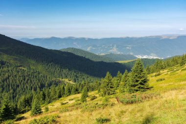 Karpat Dağları 'nın yamaçlarında kozalaklı ormanlar ve çayırlar var. Manzara sabah ışığında