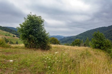 Ukrayna 'nın güzel kırsalları. Bulutlu bir gün. Dağlardaki harika yaz manzarası. Çimen tarlaları ve yuvarlanan tepeler. Kırsal alan. taze sürdürülebilir yeşillik