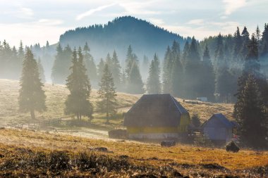 Dağ yamacındaki ladin ormanı gün doğumunda sisli olacak. Romanya 'nın sonbahar manzarası. uzak kırsal