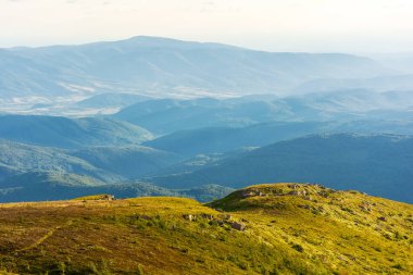 Akşam ışığında Karpat Alp Çayırları. Çimenli yamaçları, yuvarlanan tepeleri ve derin vadileri olan güzel dağ manzarası. Uzaktaki açık manzaraya çarpıcı bir manzara. güneşli hava