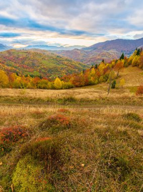 great view of ukraine mountain landscape. forested slopes in morning light. deciduous trees in fall foliage. warm autumn forenoon scenery. rural valley in the distance clipart