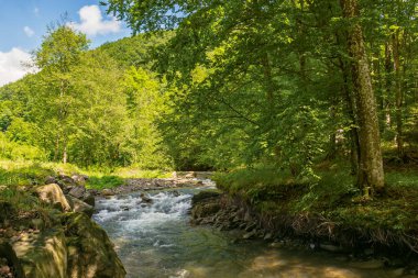 Dağları, ormanı ve önünde bir nehri olan bir manzara. Baharda güzel bir manzara. pitoresk karpatya tazeliği