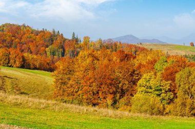 Karpat dağlarında sakin bir sonbahar günü. Çimen tepelerdeki ağaçlar. Sonbahar mevsiminde Ukrayna kırsalının güneşli manzarası. Doğa konseptinde güzellik. Renkli yeşillik