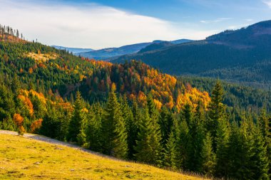 Sonbaharda Apuseni doğal parkı. Varasoaia çayır, bihor, Romanya 'nın sabah manzarası. Dağdaki orman sonbahar renginde. Vadideki ladin ağaçları. güneşli hava