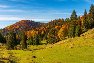 Sonbaharda Apuseni doğal parkı. Varasoaia çayır, bihor, Romanya 'nın sabah manzarası. Dağdaki orman sonbahar renginde. Vadideki ladin ağaçları. Güneşli bir hava. İnanılmaz bir dağ macerası