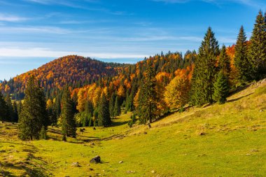 apuseni natural park in autumn. morning landscape of varasoaia meadow, bihor, romania. forest on the mountain in fall color. spruce trees in the valley. sunny weather. amazing highland adventure clipart