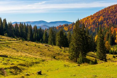 apuseni natural park in autumn. morning landscape of varasoaia meadow, bihor, romania. forest on the mountain in fall color. spruce trees in the valley. sunny weather. scenic location clipart