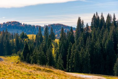 apuseni natural park in autumn. morning landscape of varasoaia meadow, bihor, romania. forest on the mountain in fall color. spruce trees in the valley. stunning travel destination clipart