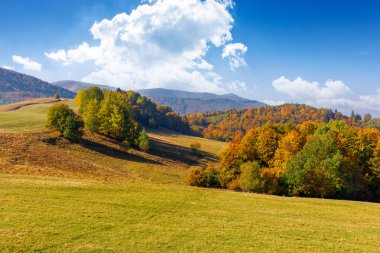 Dağlarda sonbahar manzarası. Çimenli tepede renkli yapraklar içinde ağaçlar. Sonbahar mevsiminde güneşli bir öğleden sonra. Transcarpathia 'nın güzel kırsalları, Ukrayna