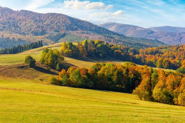 Dağlarda sonbahar manzarası. Çimenli tepede renkli yapraklar içinde ağaçlar. Sonbahar mevsiminde güneşli bir öğleden sonra. Transcarpathia 'nın güzel kırsalları, Ukrayna. Harika bir yer.