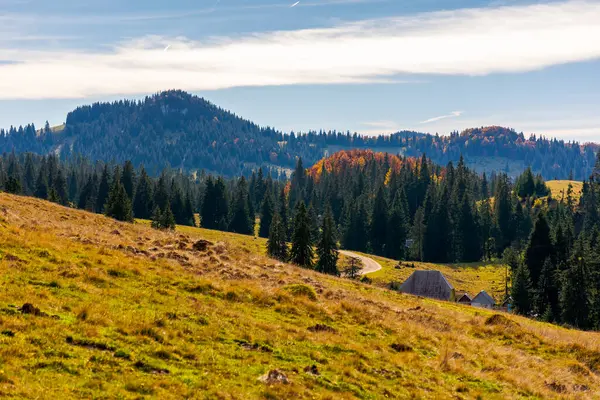 stock image apuseni natural park in autumn. morning landscape of varasoaia meadow, bihor, romania. forest on the mountain in fall color. spruce trees in the valley