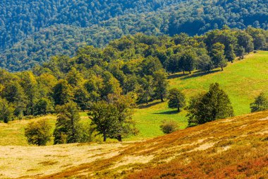 krasna bayırının çimenli yamacında yaprak döken ağaçlar. Sonbaharda Ukrayna Karpatları 'nın güzel manzarası