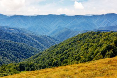 Tepede ormanı olan çimenli bir çayır. Sonbaharda güneşli bir günde Karpatlar 'ın dağ manzarası. Bulutlu bir gökyüzünün altındaki uzak sırt. Öğlen manzarası