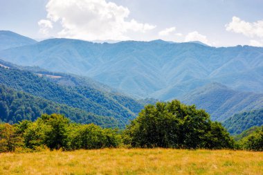 Tepede ormanı olan çimenli bir çayır. Sonbaharda güneşli bir günde Karpatlar 'ın dağ manzarası. Bulutlu bir gökyüzünün altındaki uzak sırt. Öğlen manzarası