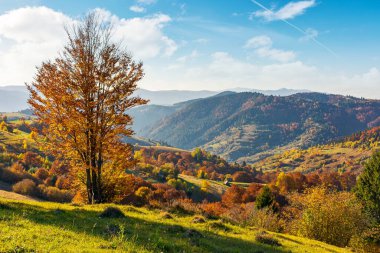 Dağlarda güneşli bir sonbahar günü. Karpatya kırsal alanının harika manzarası. Renkli yapraklar içinde ağaçlar ve yamaçtaki çimenli çayırlar. Mavi gökyüzünün altında bulutlu bir tepe.