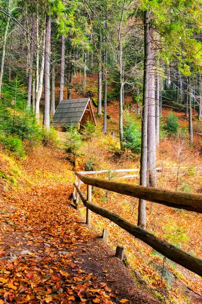 Yamaçlar ve kozalaklı ağaçlar arasındaki patikanın yanındaki köknar ağaçları. Synevyr Milli Parkı 'ndaki Carpathian Ormanı' ndan geçen yol. Turizm ve Sonbahar Yürüyüşü