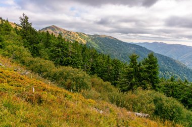 Kırsal sonbahar manzarası. Çimenli tepenin arkasındaki ormanın arkasındaki vadi. Bulutlu bir günde Karpatlar 'ın dağ manzarası. Bulutlu gökyüzünün altındaki köknar ağaçları. sinnevyr Ulusal Parkı