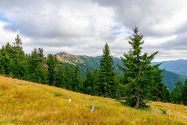 Kırsal sonbahar manzarası. Çimenli tepenin arkasındaki ormanın arkasındaki vadi. Bulutlu bir günde Karpatlar 'ın dağ manzarası. Bulutlu gökyüzünün altındaki köknar ağaçları. sinnevyr Ulusal Parkı