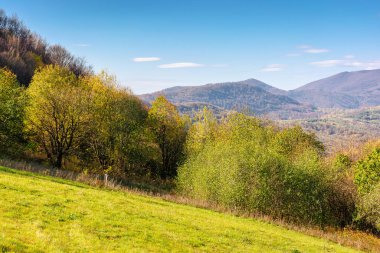 Sonbaharda tepede bir orman. Sonbahar mevsiminde Karpat Dağları. Güneşli bir günde güzel bir Ukrayna manzarası. Renkli yapraklı ağaçların manzarası. Parlak mavi gökyüzü. Açık hava macerası