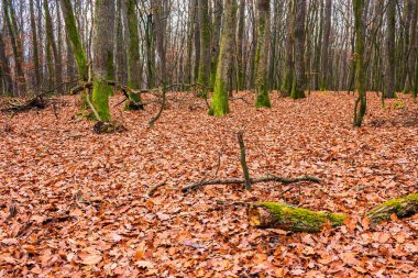 Kasım 'da meşe ormanı. Kahverengi yapraklar yerde. Soğuk hava. coşkulu ortam meditasyonu