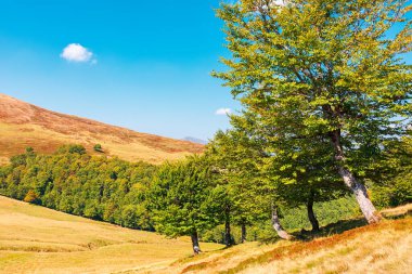 Sonbaharda tepedeki kayın ormanı. Güneşli bir günde dağ manzarası. Ukrayna 'nın Karpat bölgesindeki ilkel ormanlar. Sonbahar sezonu. Yaprak döken ağaçlar