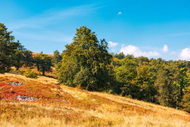 Sonbaharda tepedeki kayın ormanı. Güneşli bir günde dağ manzarası. Ukrayna 'nın Karpat bölgesindeki ilkel ormanlar. Sonbahar sezonu. çimenli yamaç