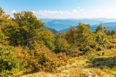 beech forest on the hill in autumn. mountain landscape on a sunny day. primeval woods in carpathian region of ukraine. fall season. outdoor adventure clipart