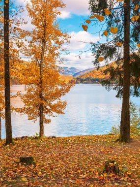 Sonbaharda gölü olan dağ manzarası. Sahilde renkli ağaçlar var. Hava bulutlu. Vilshany Ukrayna 'nın su deposu. Açık hava durgunluğu