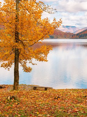 mountain landscape with lake in autumn. trees in colorful foliage and wooden bench on the shore. cloudy weather. vilshany water reservoir of ukraine clipart