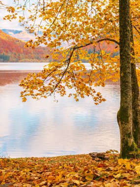 mountain landscape with lake in autumn. maple trees in colorful foliage on the shore. cloudy weather. vilshany water reservoir of ukraine clipart