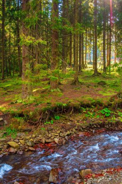 Sonbaharda Shypit su akıntısı. Güneşli bir gün. Ukrayna 'daki Borzhava Tepesi' nin eteklerindeki orman manzarası. Kıyıda taşlar var. Transcarpathia 'nın popüler seyahat hedefi