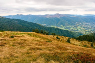 Sonbaharda Karpatlar 'ın dağ manzarası. Hava bulutlu. Strymba dağının yamaçlarındaki çimenli çayır. güzel yuvarlanan manzara