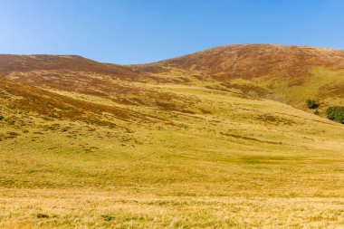 Sonbaharda dağlık tepeler ve çayırlar. Güneşli bir hava. Renkli Karpatya dağ manzarası. Sonbahar mevsiminde Ukrayna 'da krasna sırtı. Güzel açık hava manzarası