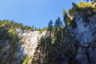 Romanya 'nın apuseni doğal parkındaki padis platosunun manzarası. Kayadaki orman. Cetatile ponorului aynı zamanda mucizeler kalesi olarak da bilinir. Bihor dağlarının en görkemli mağarası.